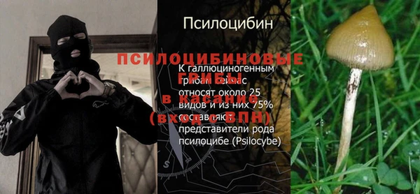 спиды Богданович